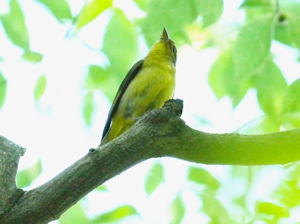 Scarlet Tanager - ML637968415