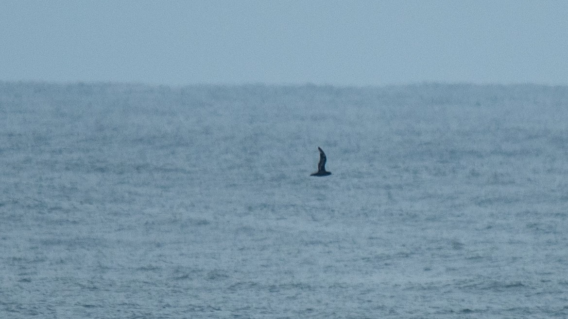 Flesh-footed Shearwater - ML637968431