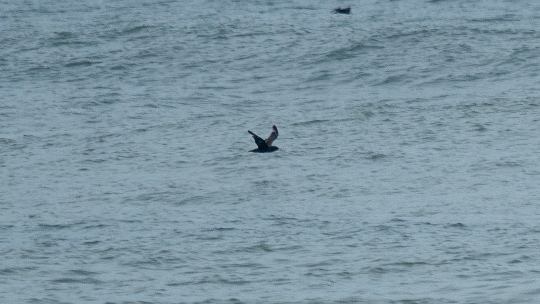 Flesh-footed Shearwater - ML637968432