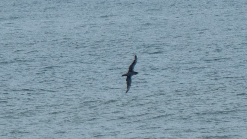 Flesh-footed Shearwater - ML637968433