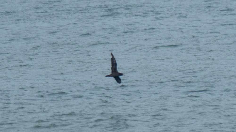 Flesh-footed Shearwater - ML637968434