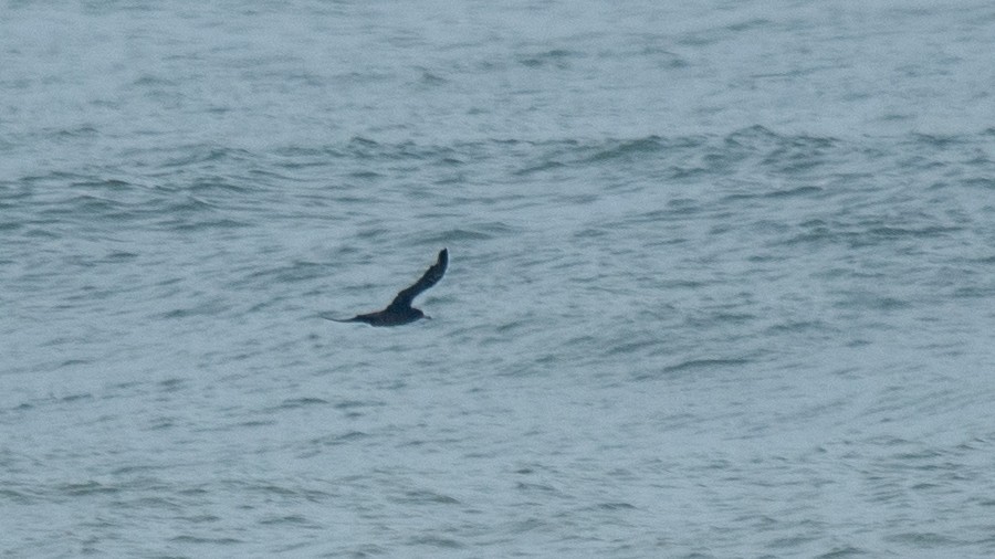 Flesh-footed Shearwater - ML637968435
