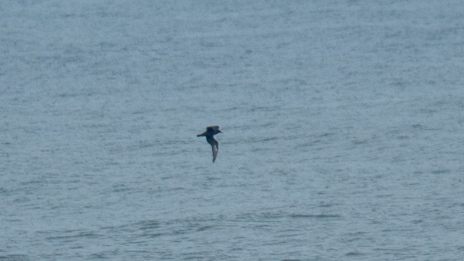 Flesh-footed Shearwater - ML637968437