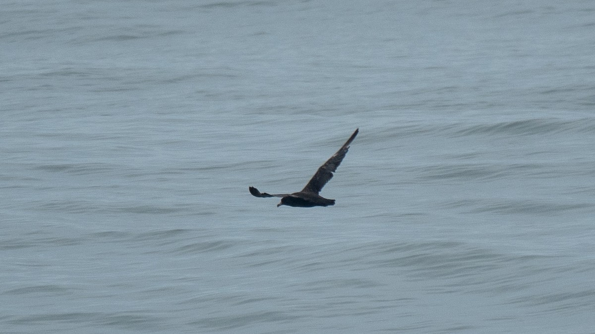 Flesh-footed Shearwater - ML637968438