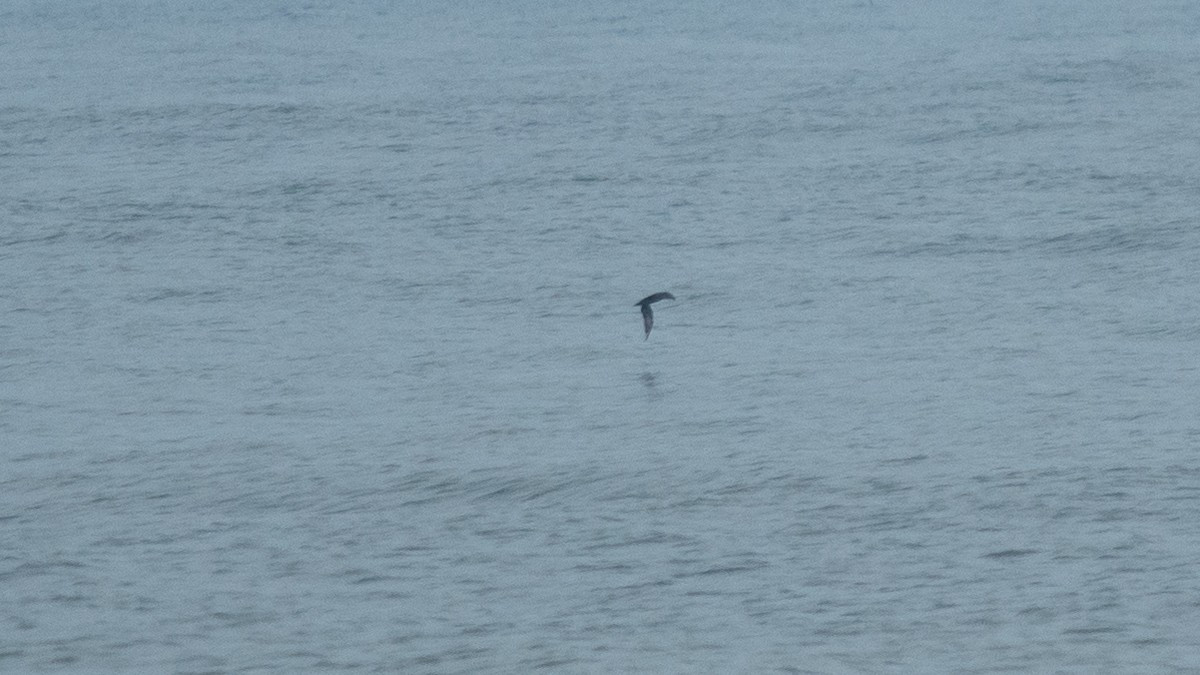 Flesh-footed Shearwater - ML637968439
