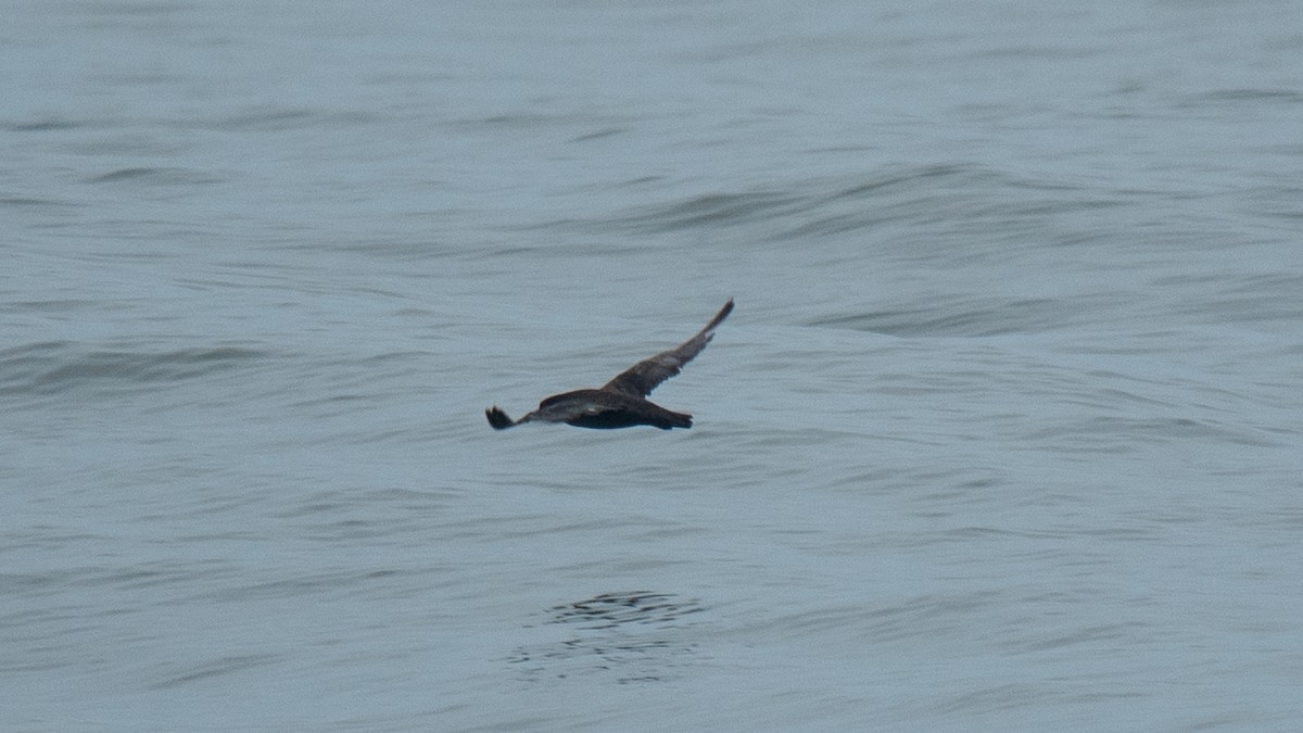 Flesh-footed Shearwater - ML637968440