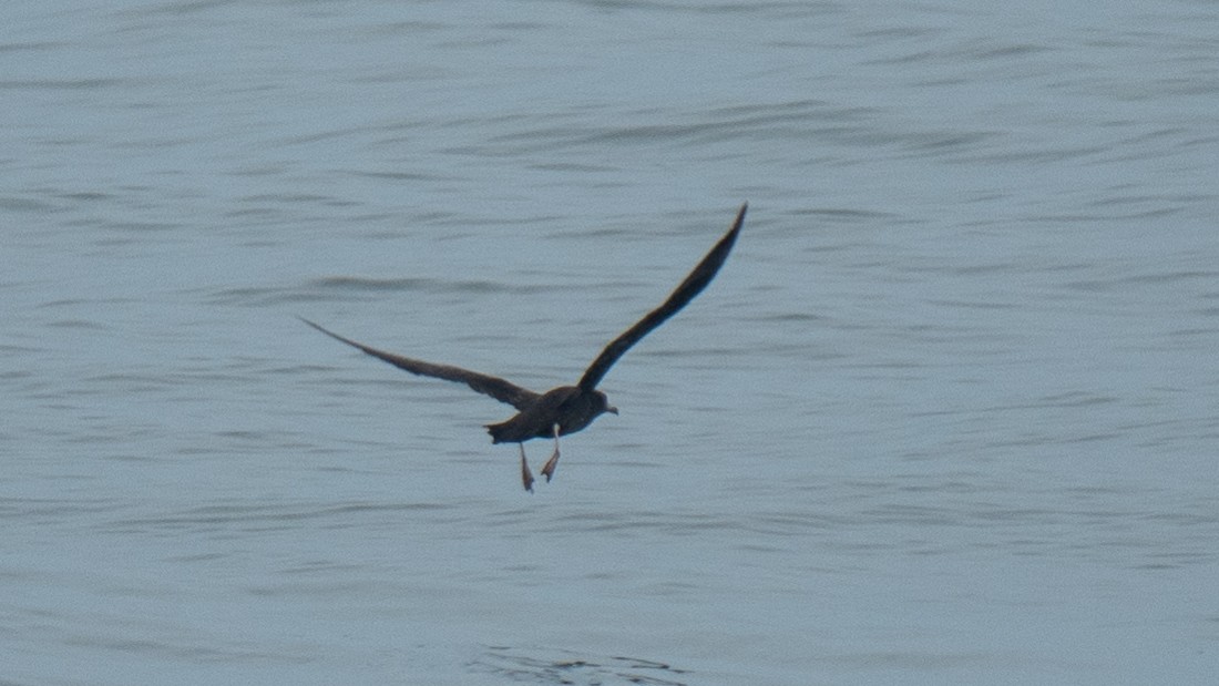 Flesh-footed Shearwater - ML637968441
