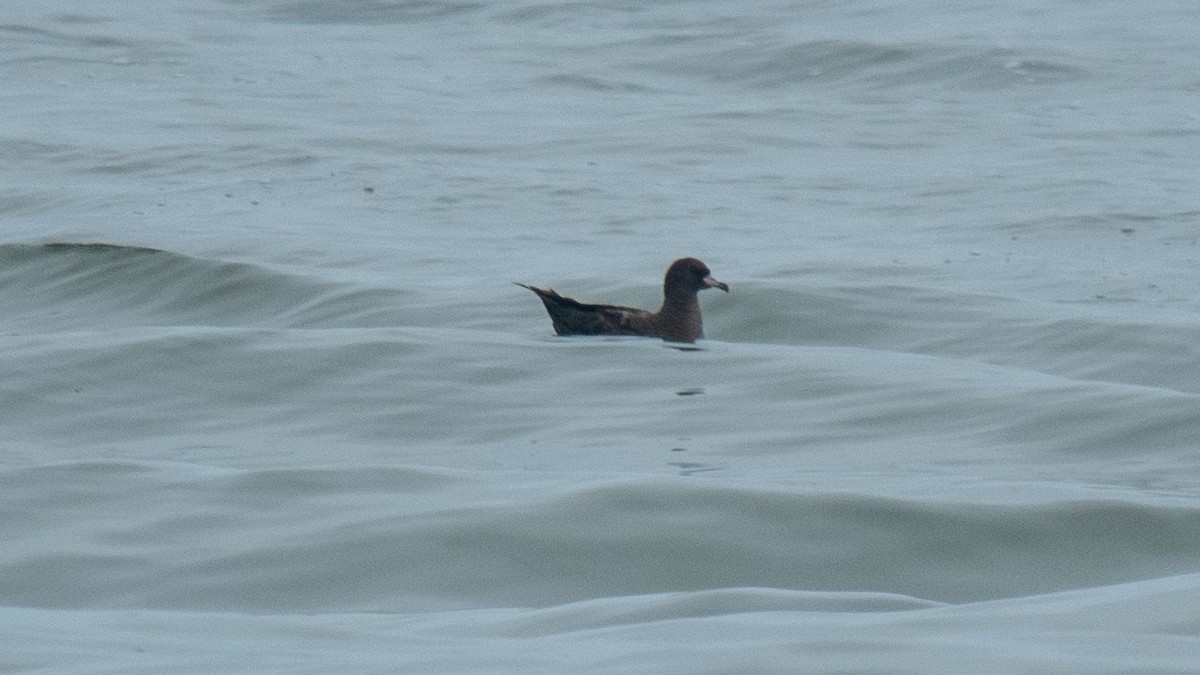 Flesh-footed Shearwater - ML637968442