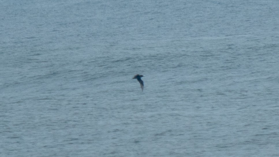 Flesh-footed Shearwater - ML637968443
