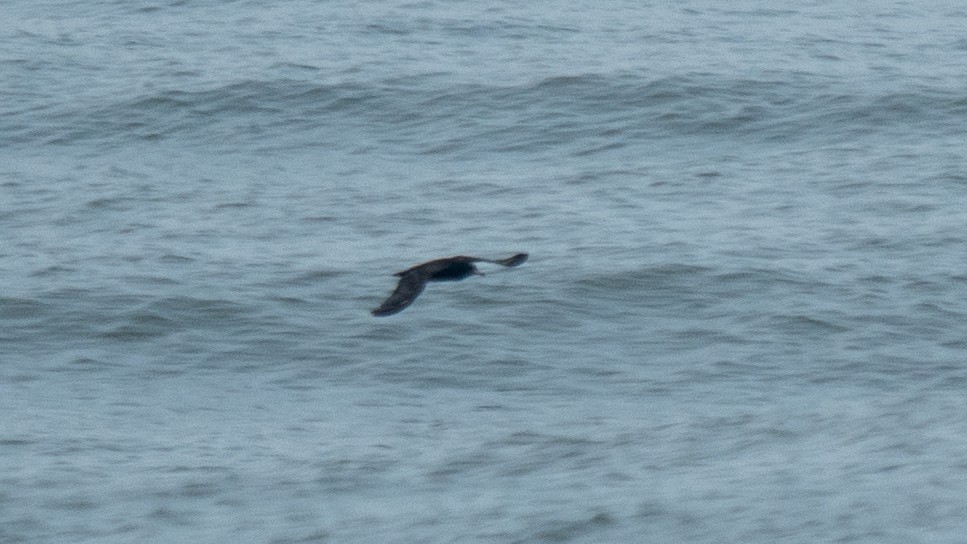 Flesh-footed Shearwater - ML637968444