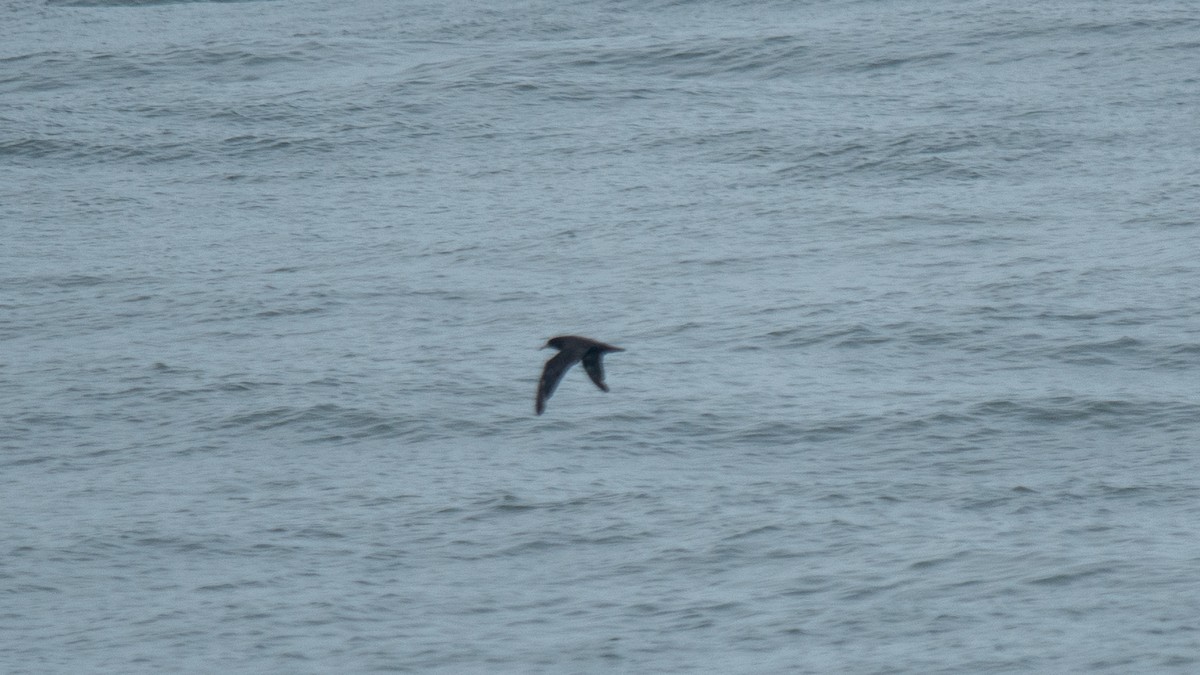 Flesh-footed Shearwater - ML637968445