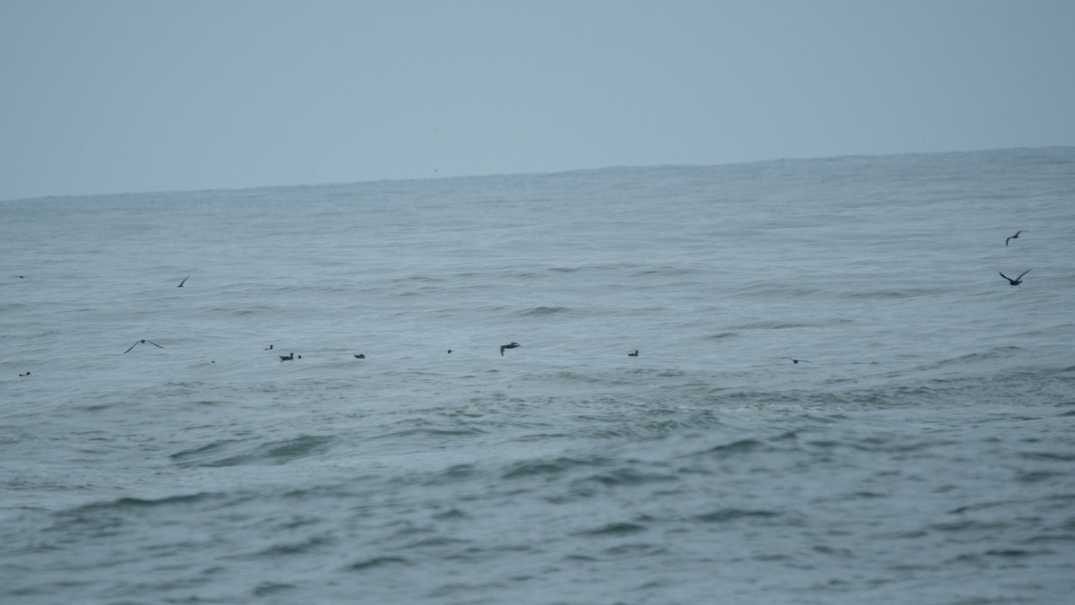 Flesh-footed Shearwater - ML637968446