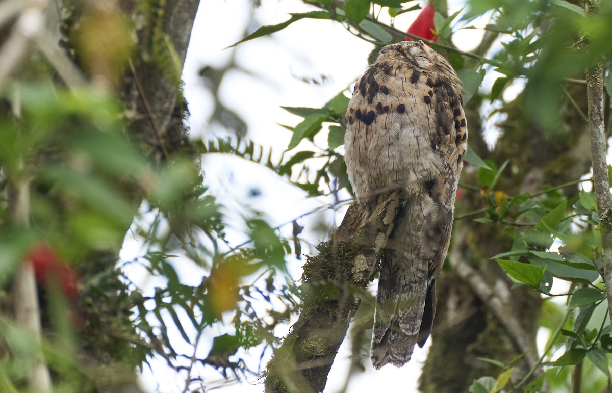 Common Potoo - ML637968472