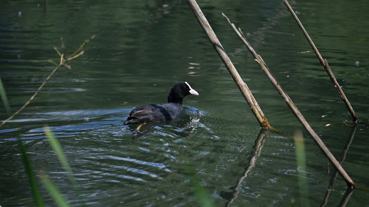Eurasian Coot - ML637968505