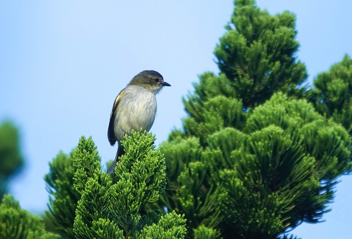 Mistletoe Tyrannulet - ML637968532