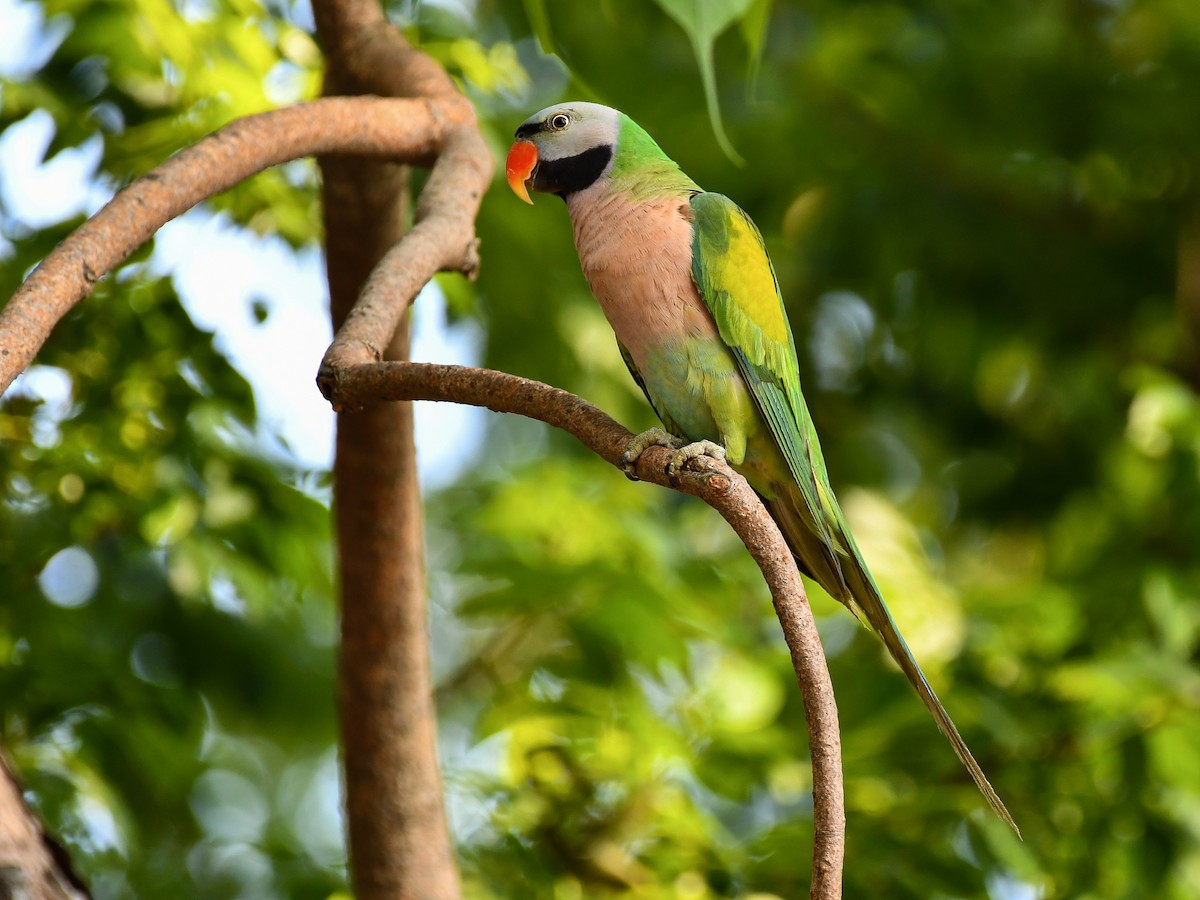 Red-breasted Parakeet - ML637968593