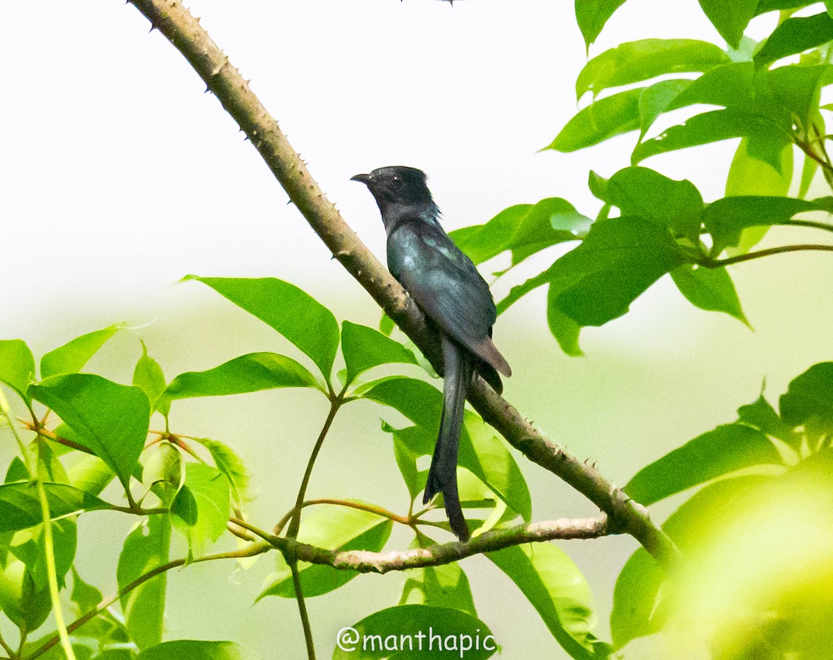 Fork-tailed Drongo-Cuckoo - ML637968621