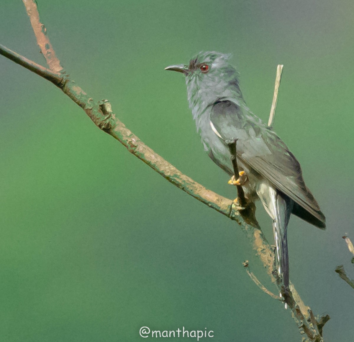 Gray-bellied Cuckoo - ML637968622