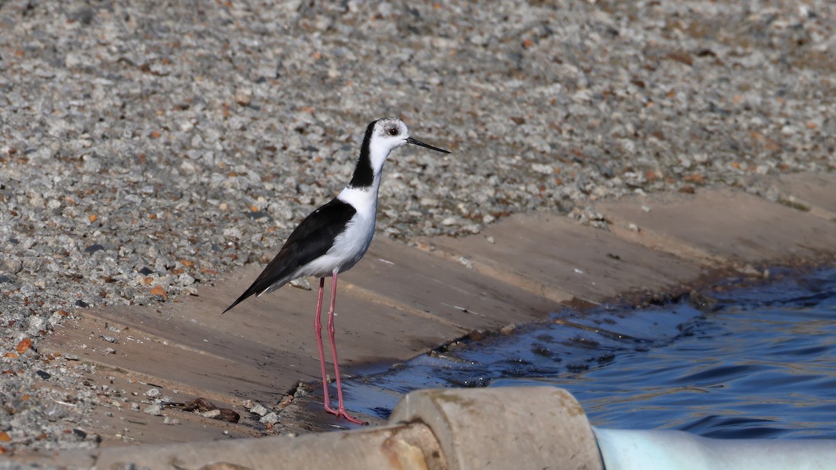 Pied Stilt - ML637968642