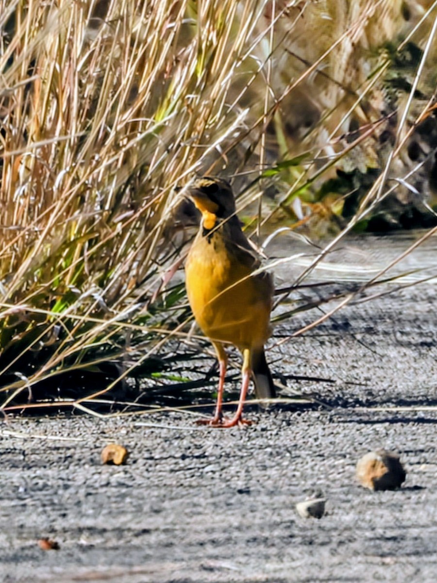 Orange-throated Longclaw - ML637968646