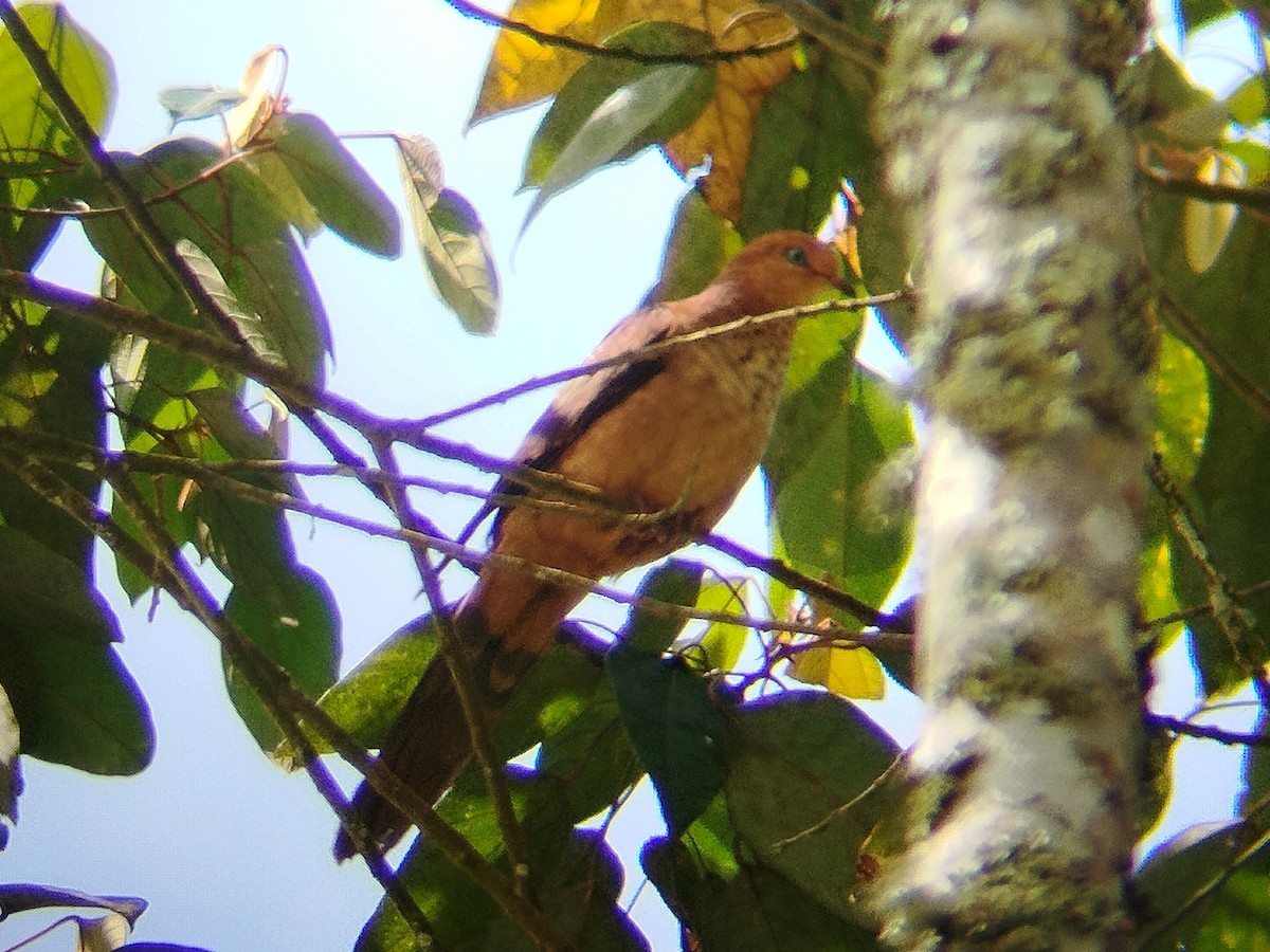 Little Cuckoo-Dove - ML637968650