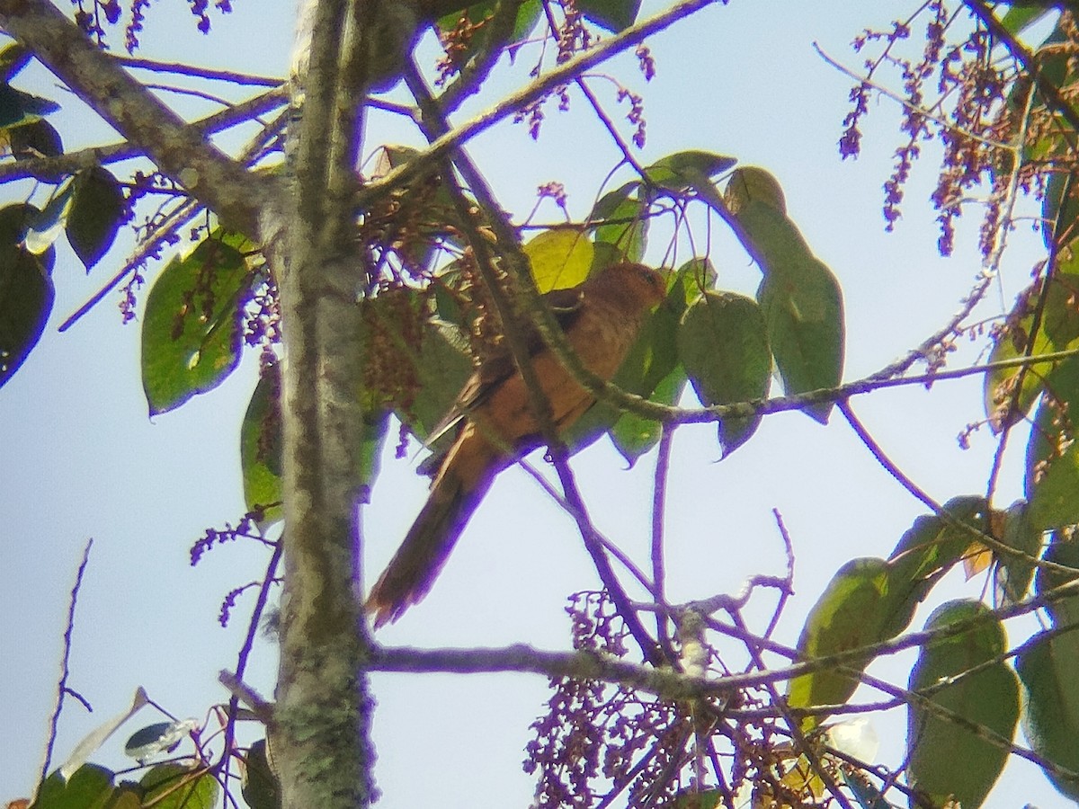 Little Cuckoo-Dove - ML637968651