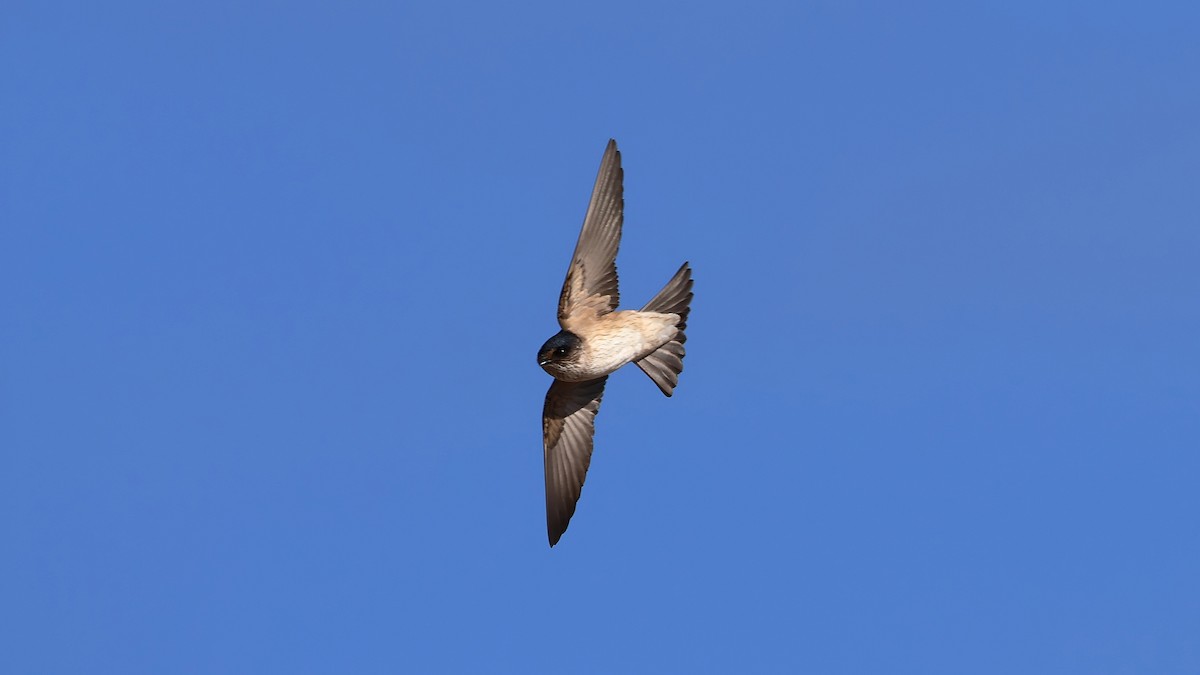 Tree Martin - ML637968653