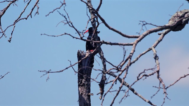 Green Woodhoopoe - ML637968655