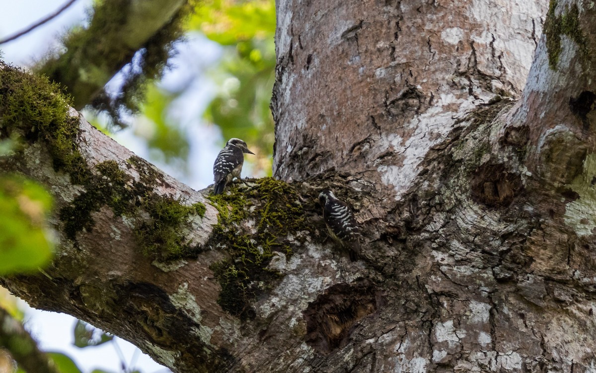 Sunda Pygmy Woodpecker - ML637968740