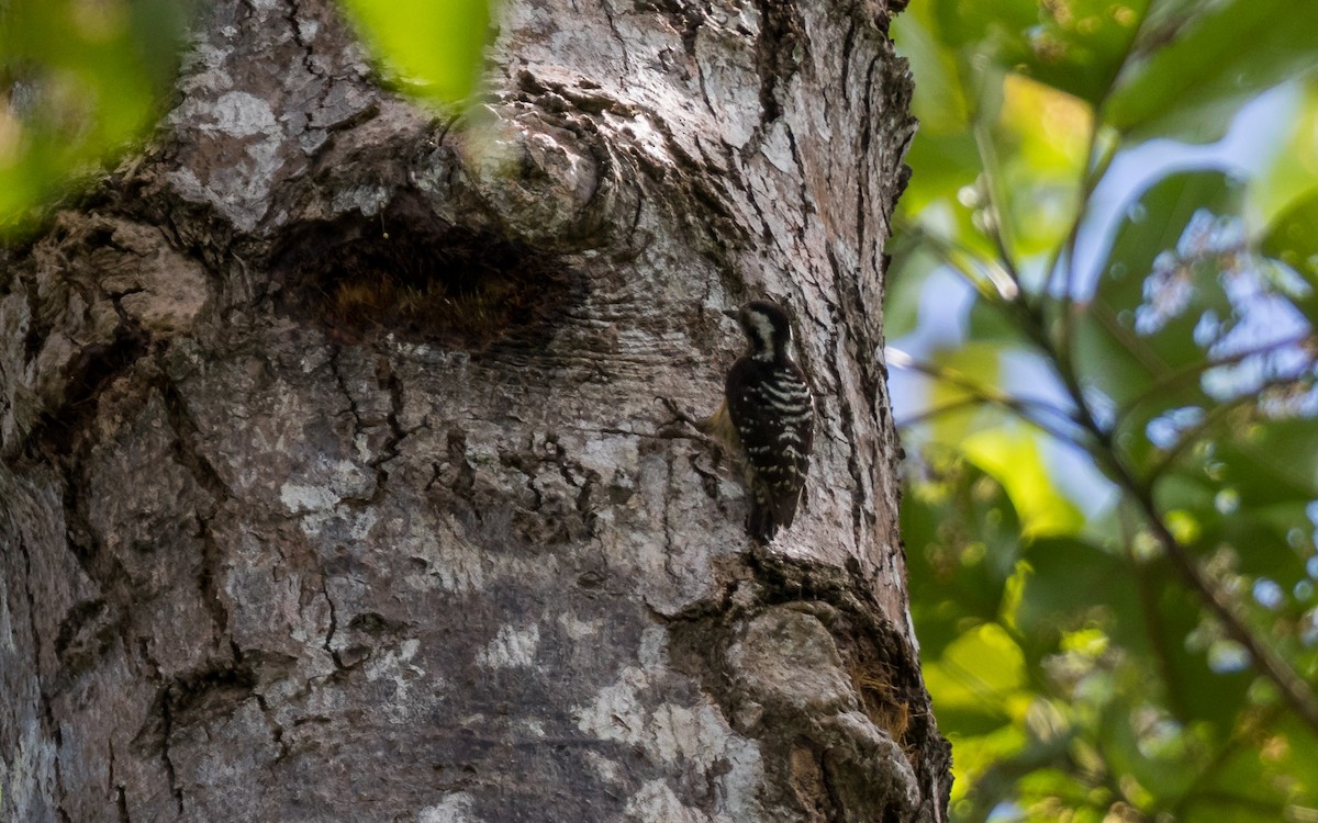 Sunda Pygmy Woodpecker - ML637968751