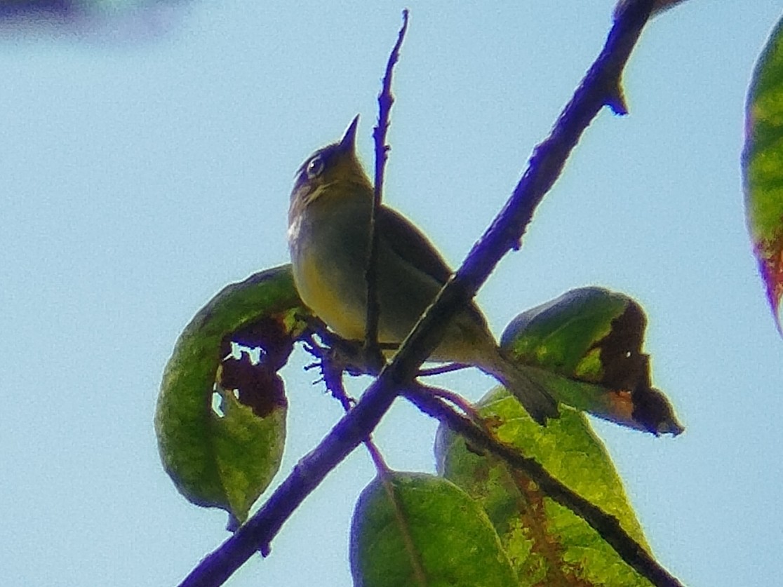 Hume's White-eye - ML637968764