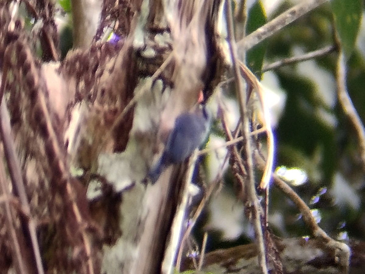 Velvet-fronted Nuthatch - ML637968775