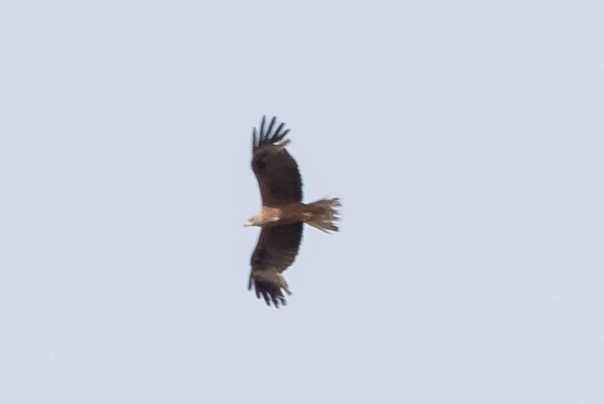 Black Kite (Black) - ML637968834