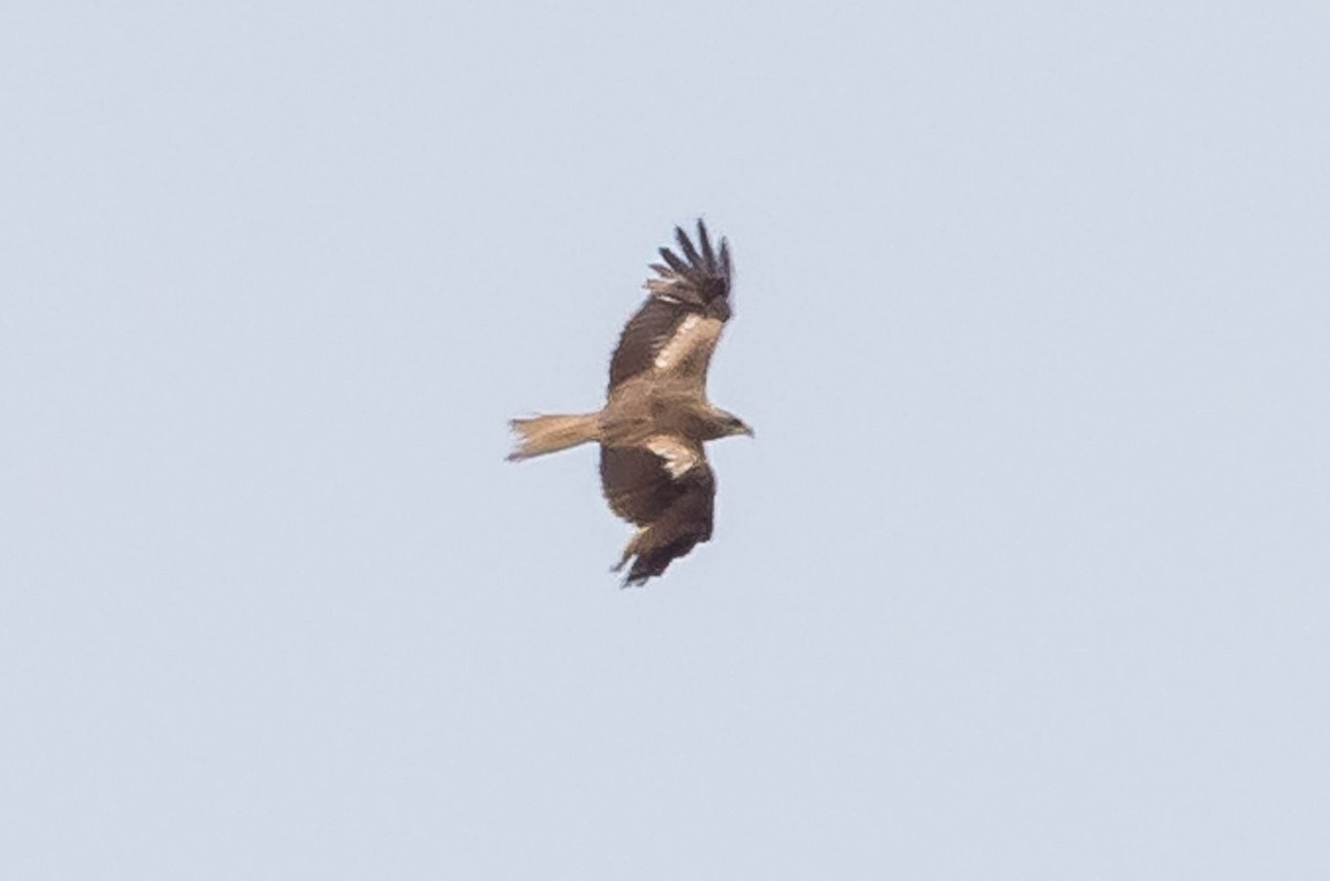 Black Kite (Black) - ML637968835