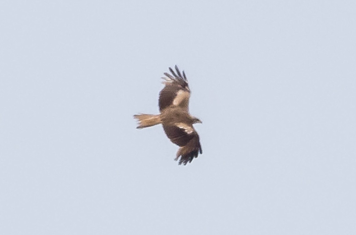 Black Kite (Black) - ML637968836