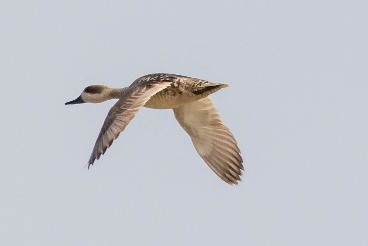 Marbled Duck - ML637968852