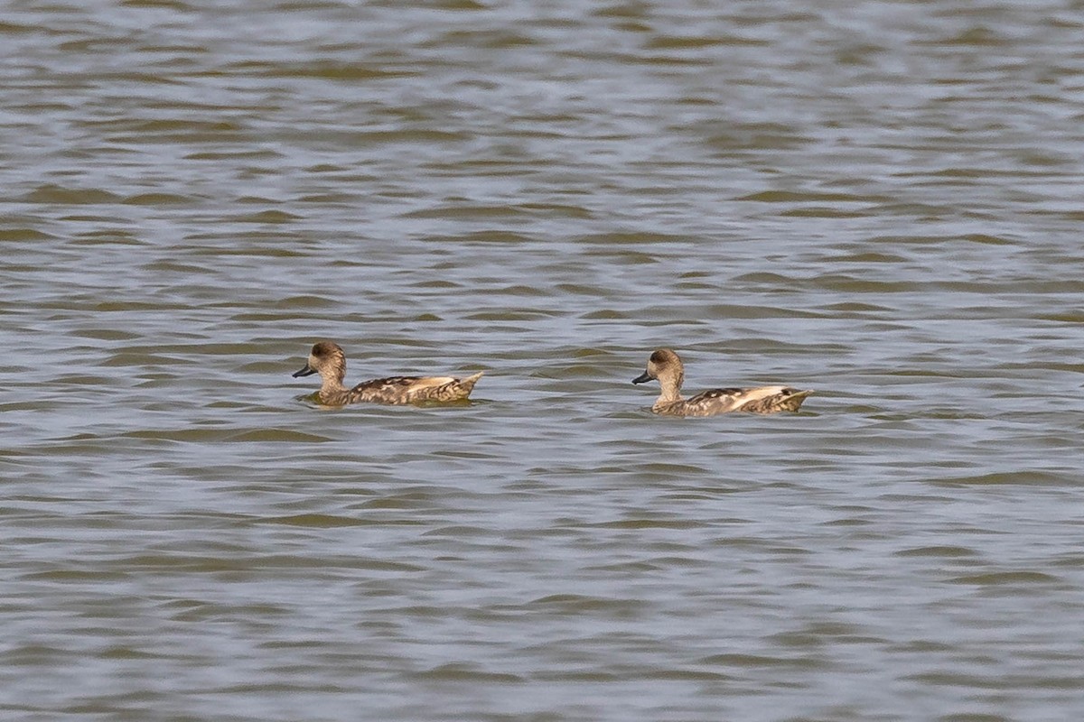 Marbled Duck - ML637968853