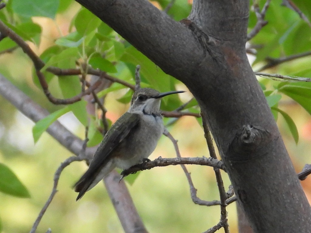Black-chinned Hummingbird - ML637968896