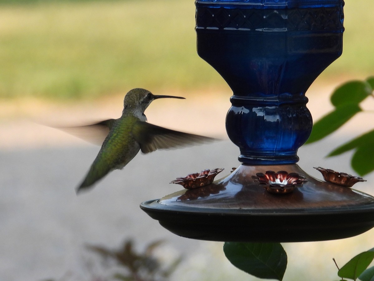 Black-chinned Hummingbird - ML637968897
