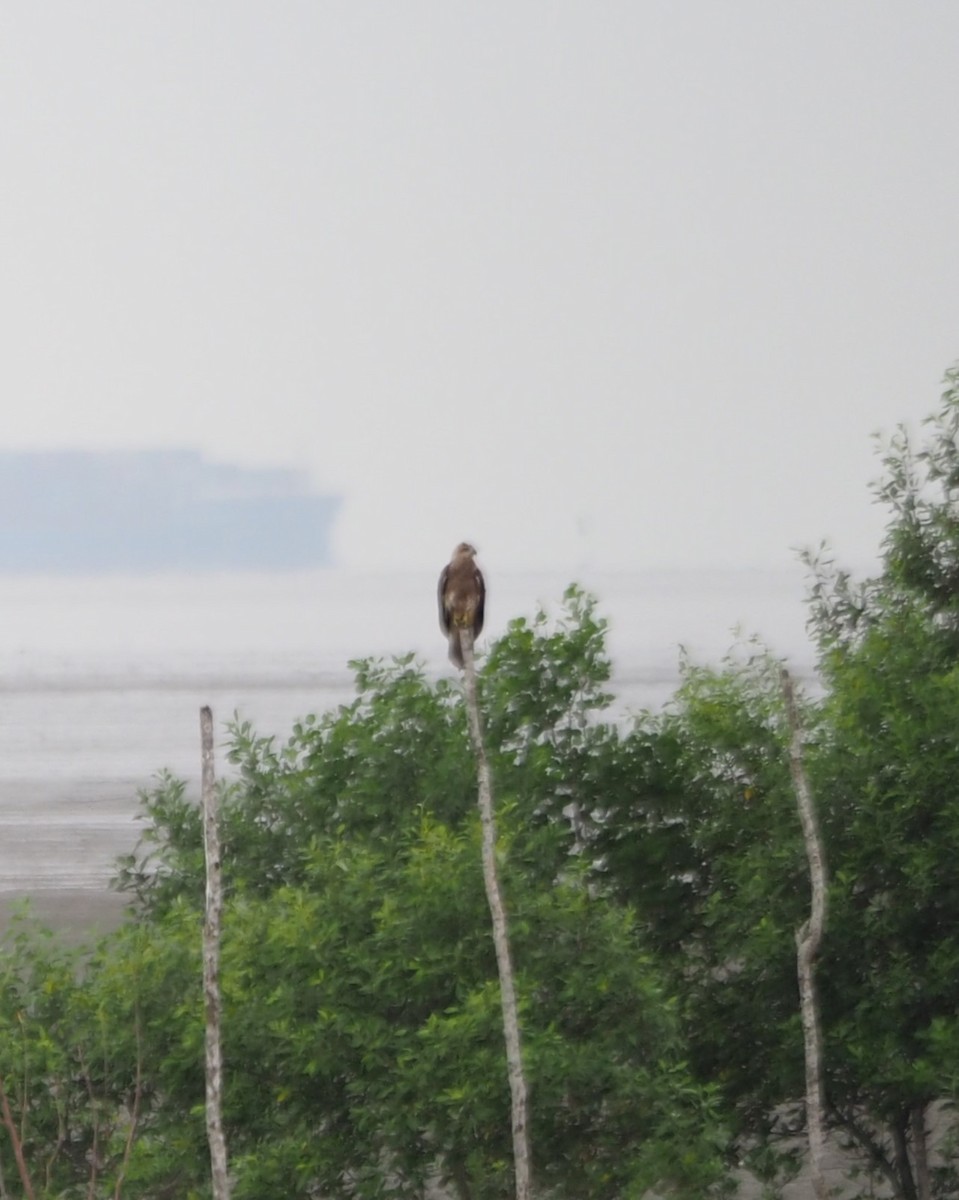 Changeable Hawk-Eagle - ML637968901