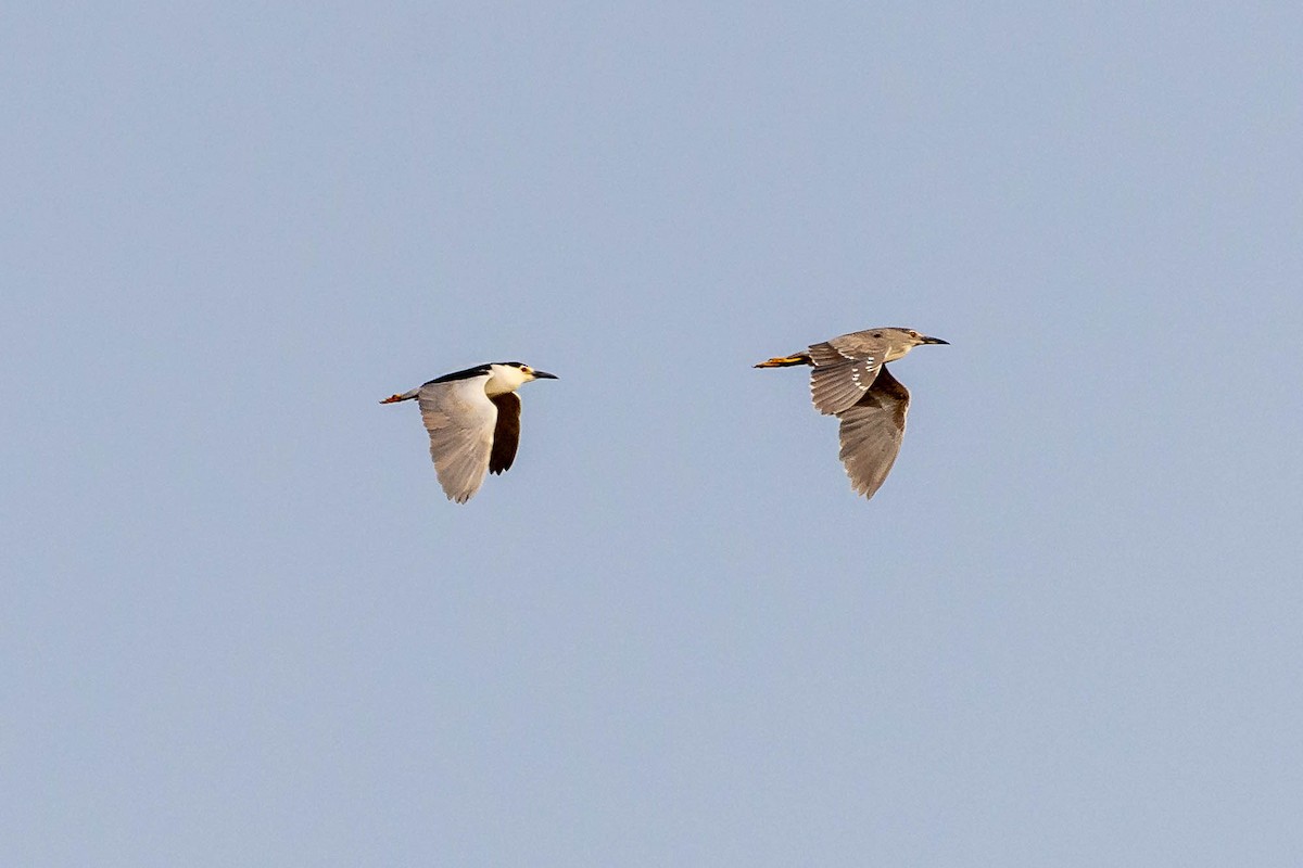 Black-crowned Night Heron (Eurasian) - ML637968902