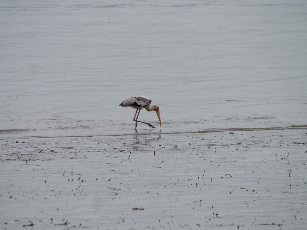 Milky Stork - ML637968909