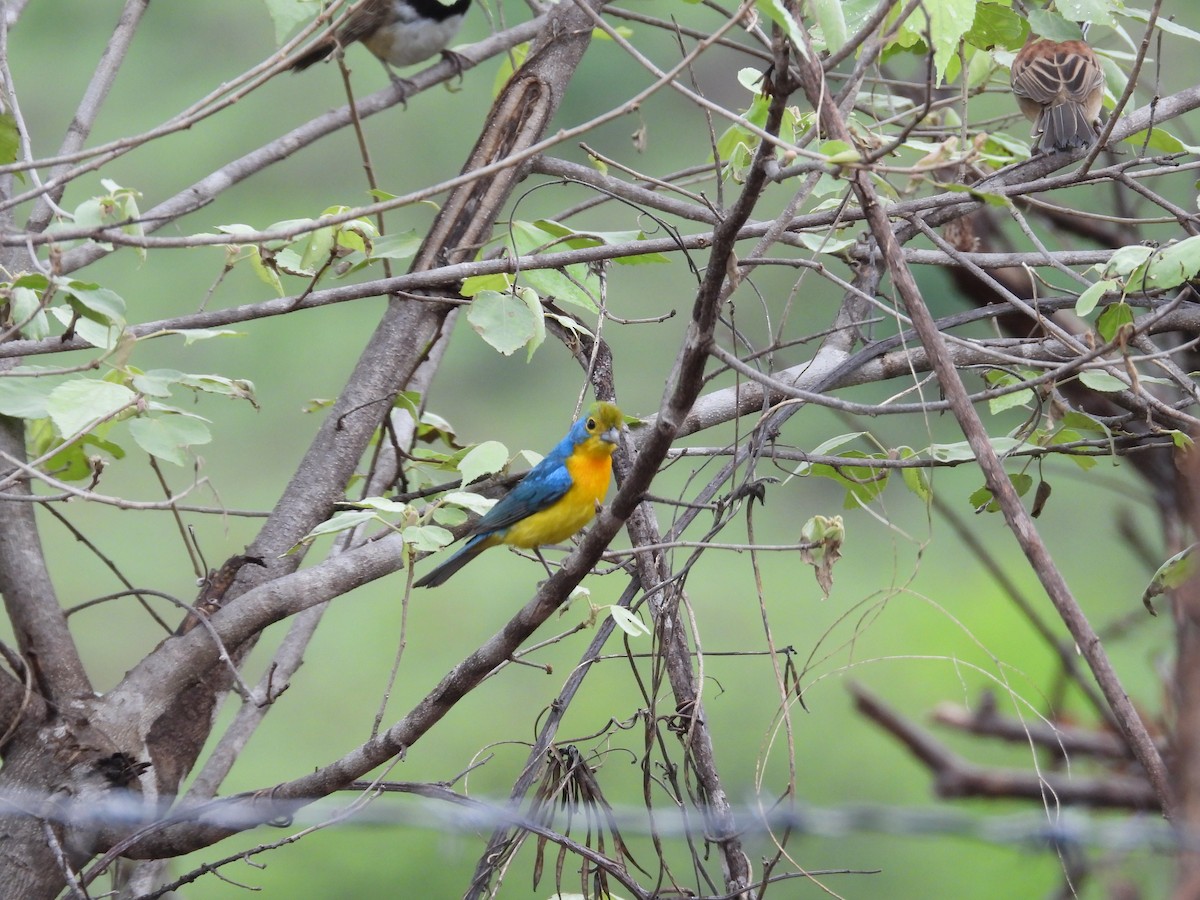Orange-breasted Bunting - ML637968962