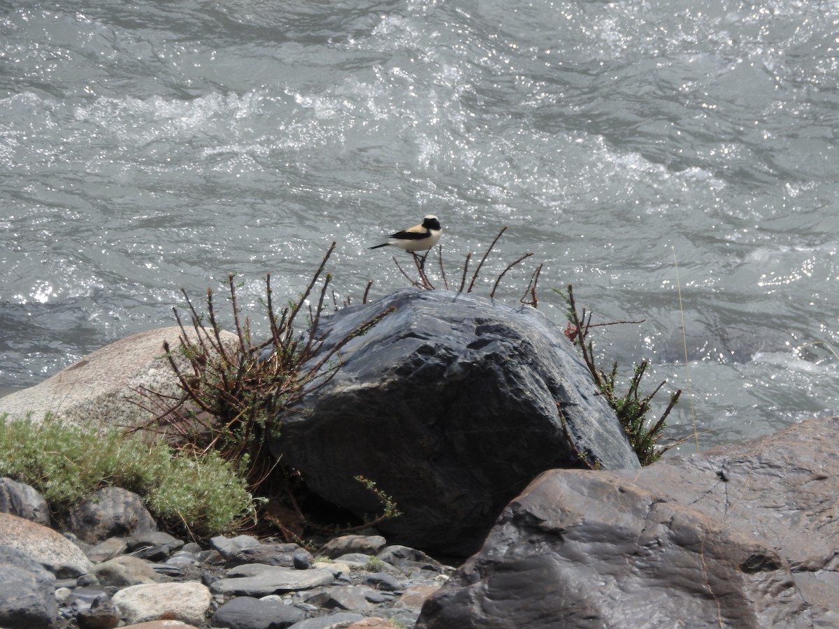 Desert Wheatear - ML637968970