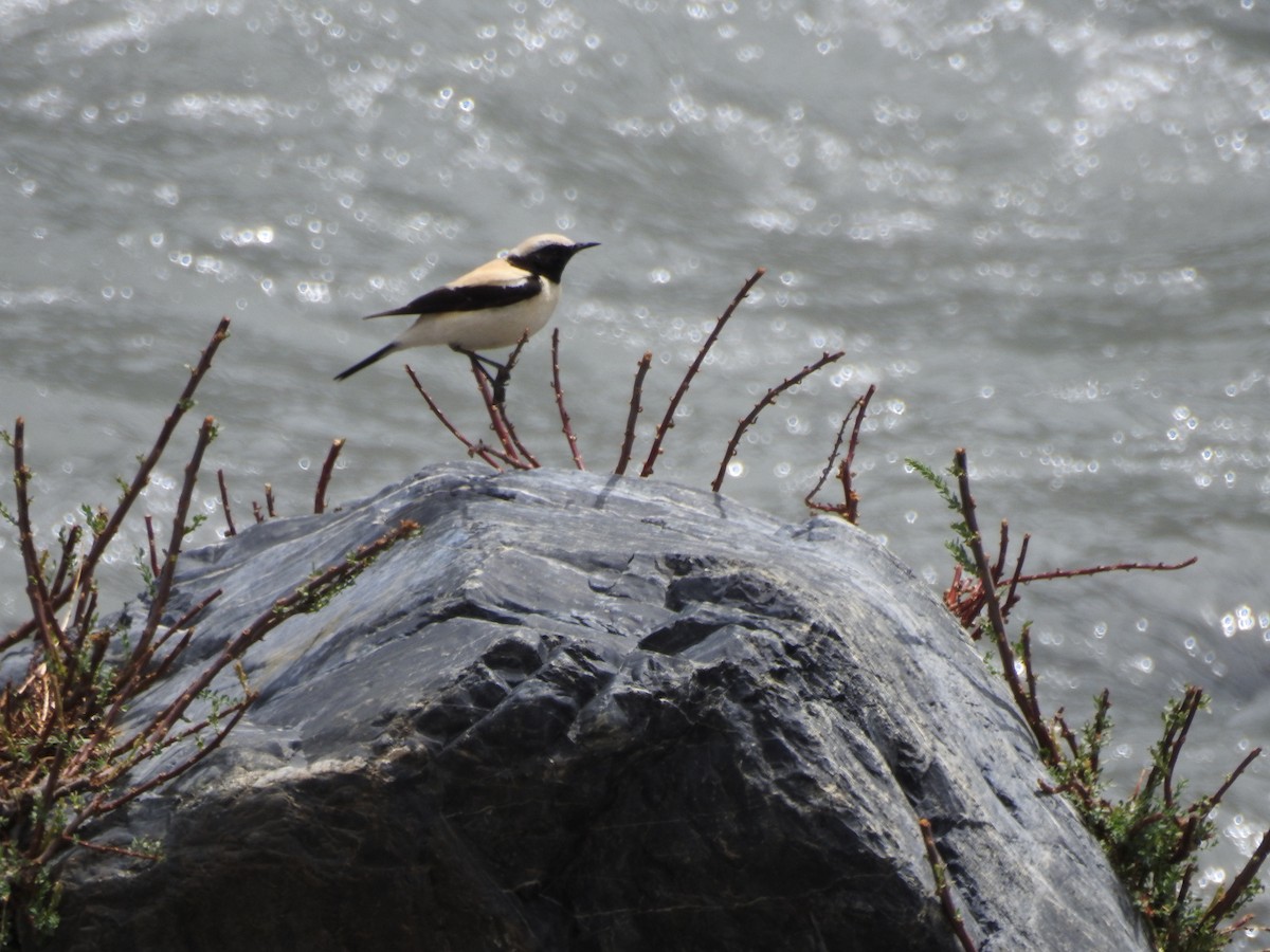 Desert Wheatear - ML637968972