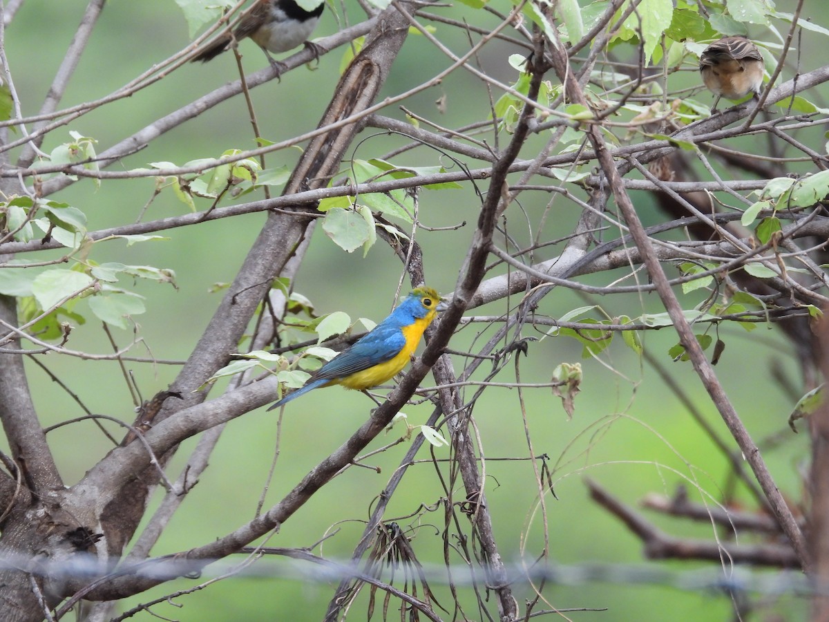 Orange-breasted Bunting - ML637968975