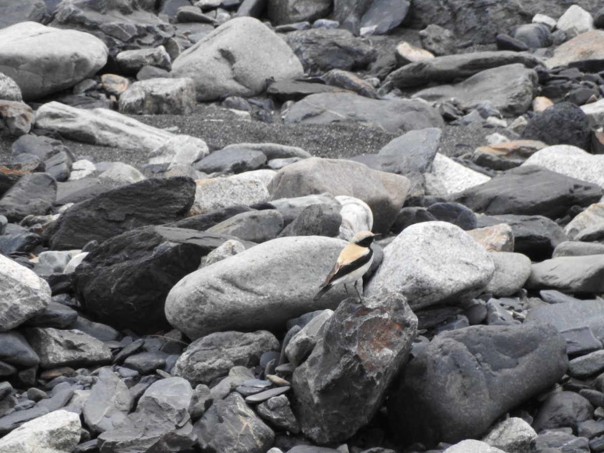 Desert Wheatear - ML637968977