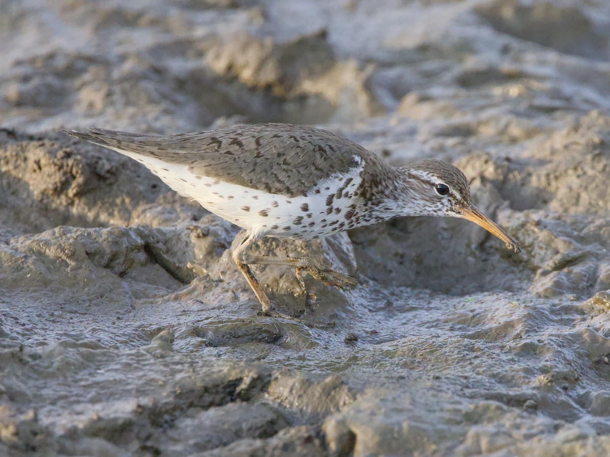 Spotted Sandpiper - ML637968982