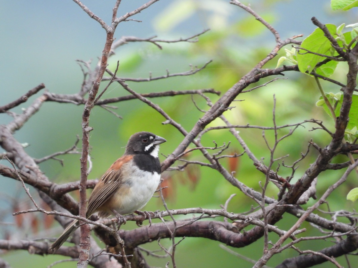 Black-chested Sparrow - ML637968985