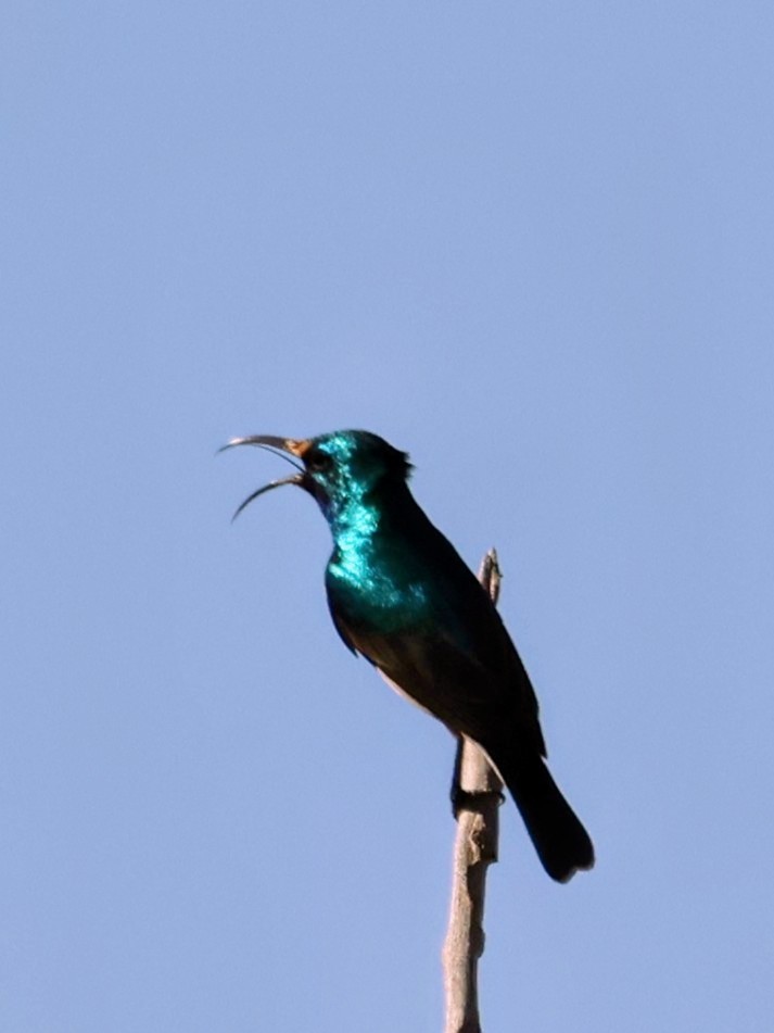 White-bellied Sunbird - ML637968991